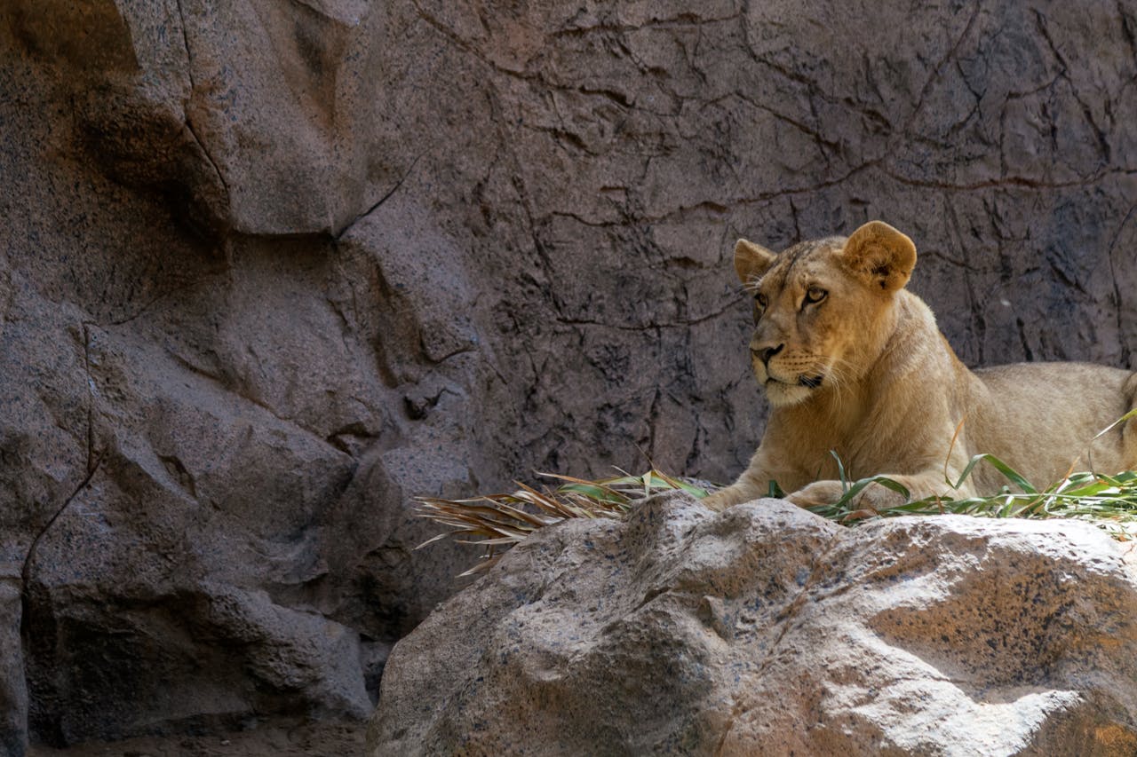 Crafting Captivating Headlines: Your awesome post title goes here A lioness sits calmly on a rocky surface, capturing the essence of the African bushveld.