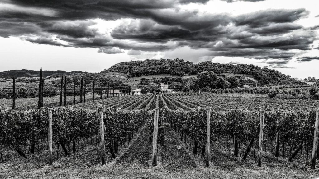 pexels photo 4161144 Black and white photo of a vineyard under dramatic clouds in Gramado, Brazil.